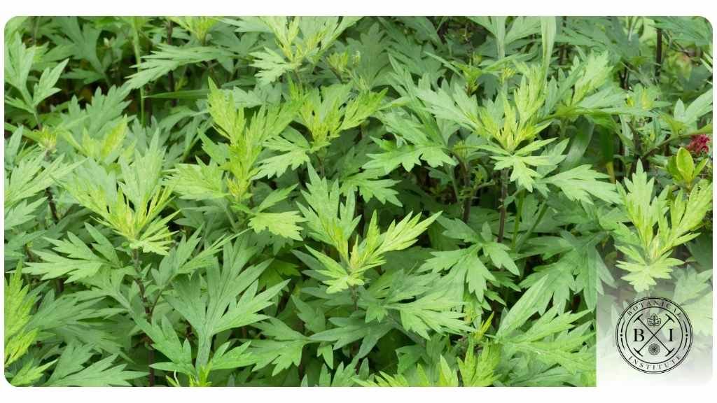 Traditional Gruit Herbs & Botanical Ingredients Bring Back Pre-Hop Ales